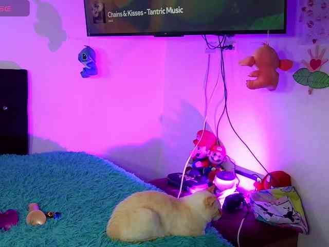 sweetcamy webcam