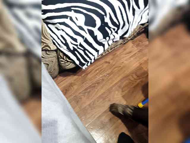 BerryandMister webcam