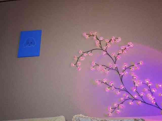 SoraKitty webcam