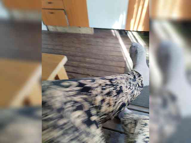MySky23 Live Webcam on BongaCams
