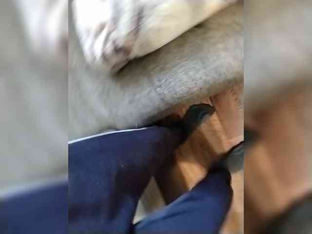 Mullus