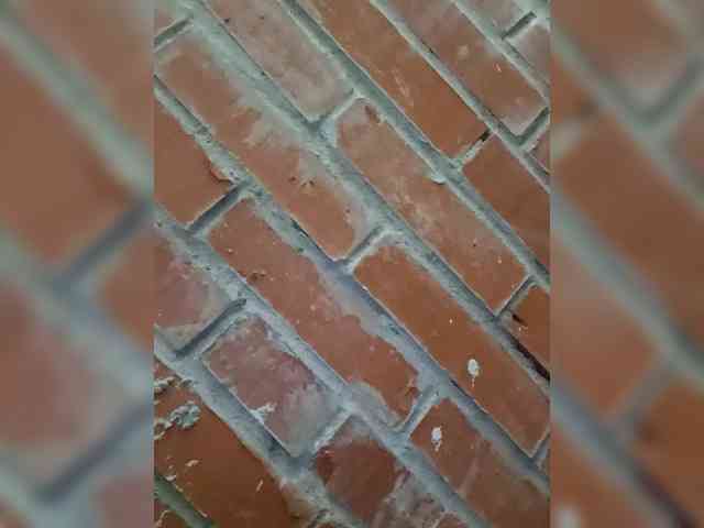 Mullus