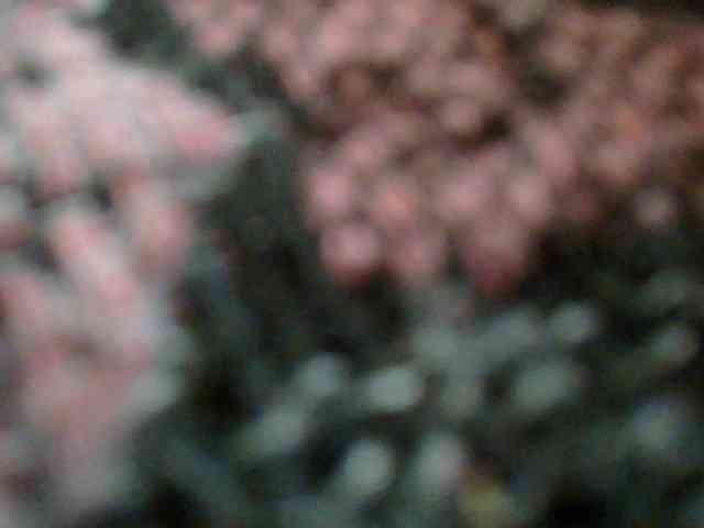 Monrax webcam