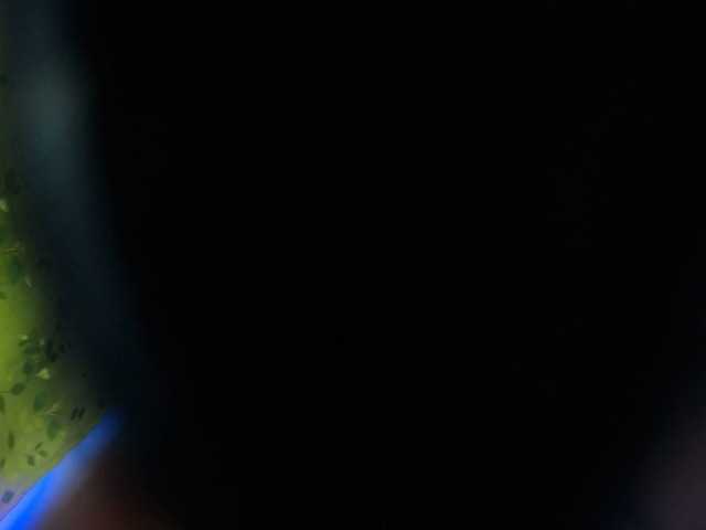 paula-ross live cam on BongaCams