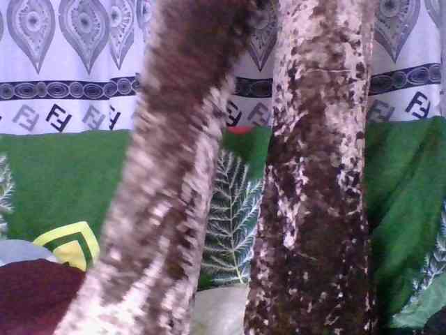 Bellah-Nastia webcam