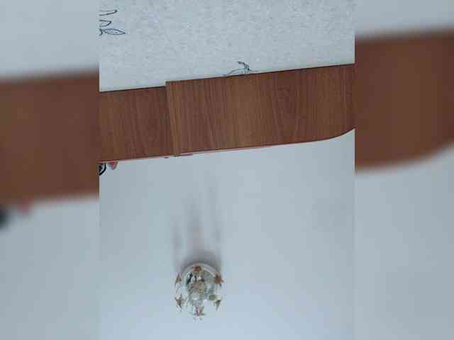 Adrenalinki0816 webcam