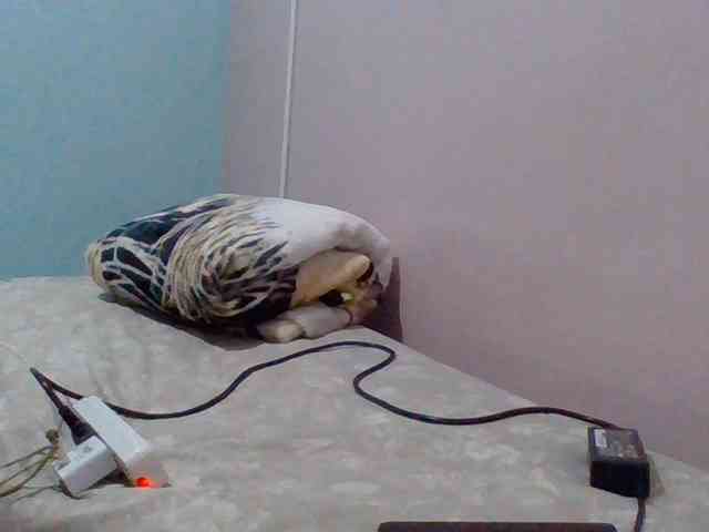 cutelizah webcam