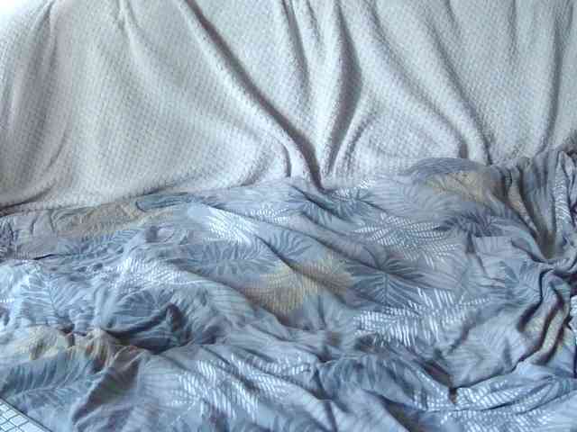 KsyWildFox webcam