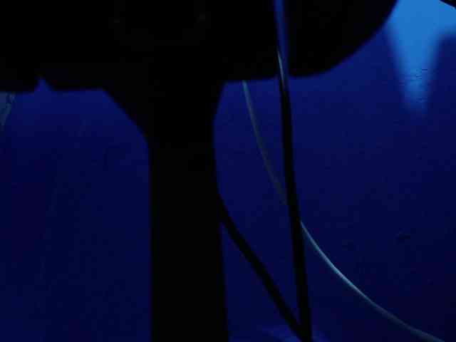 Carolinhe webcam