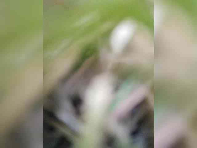 lovekisa