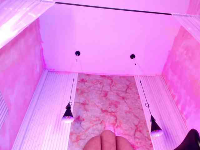 Sofi-Thomas webcam