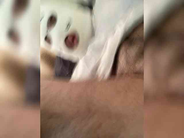 Gollifac05