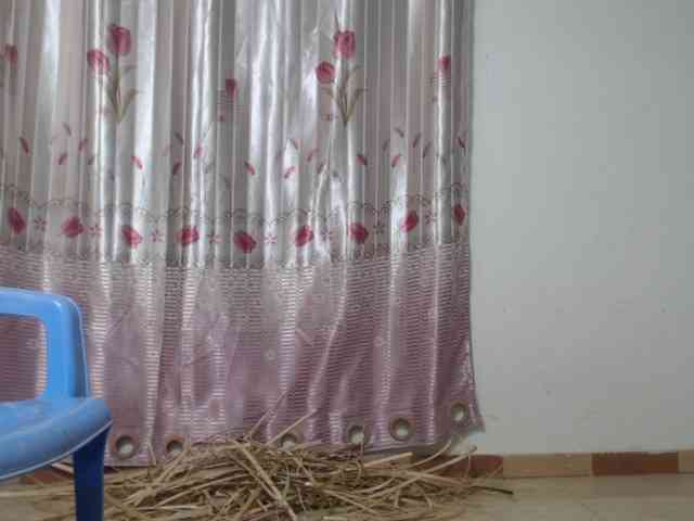 Maila88a webcam