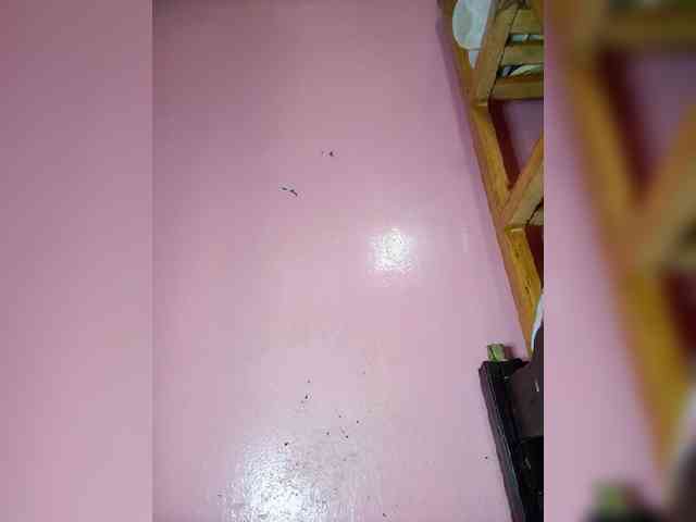Rudih webcam