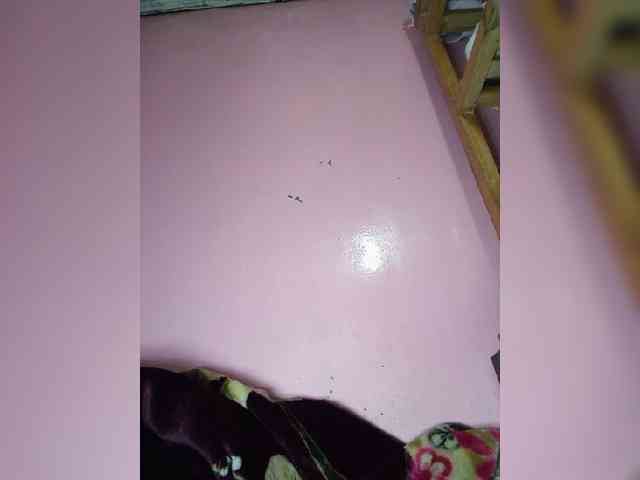 Rudih webcam