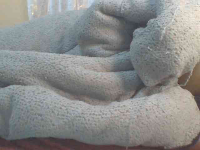 Shantell webcam
