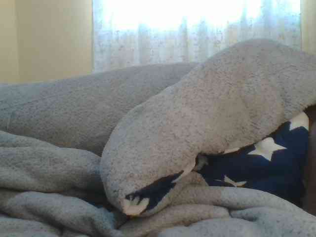Shantell webcam