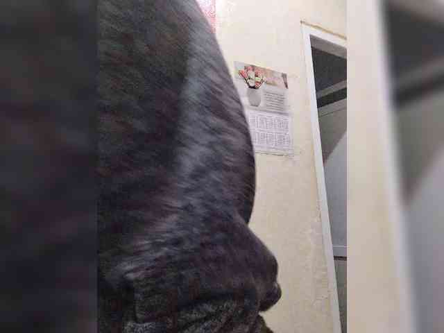 OpenGirl webcam