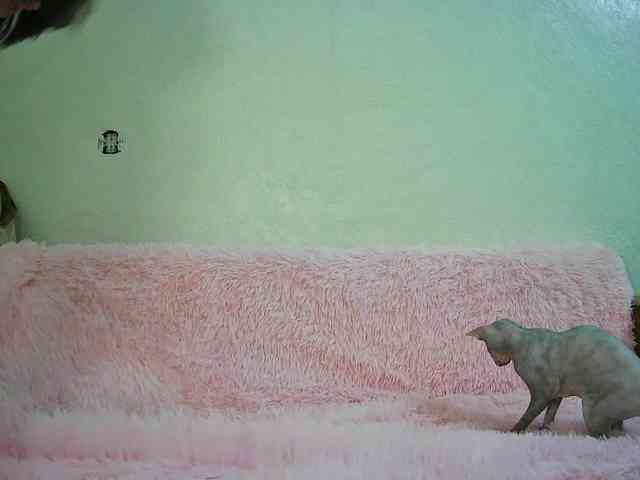 urrMila webcam