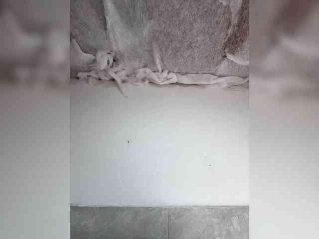 Bella-152 webcam