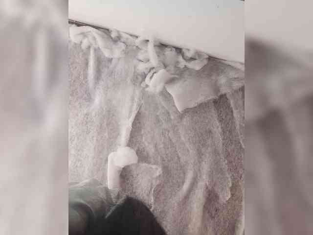 Bella-152 webcam