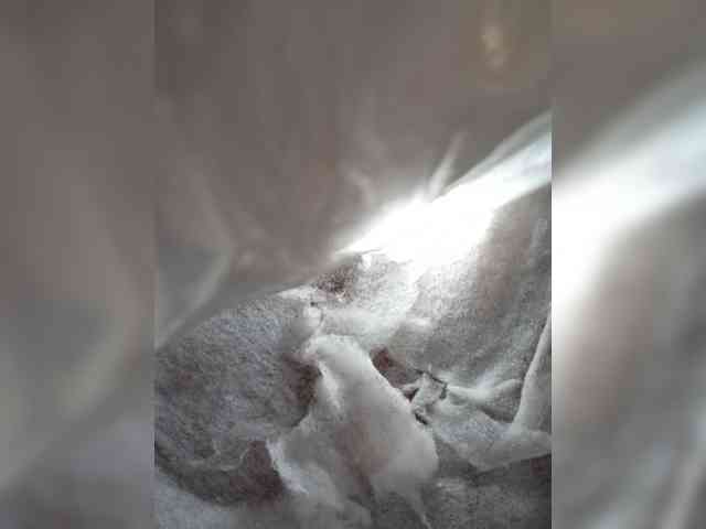 Bella-152 webcam