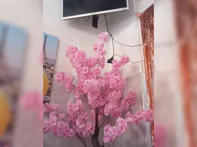 Bella-152 webcam