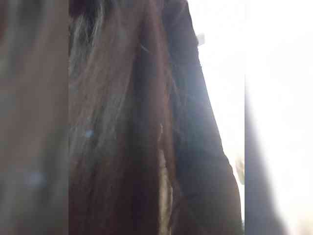 Bella-152 webcam