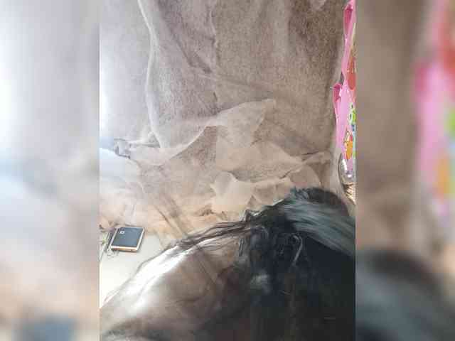 Bella-152 webcam