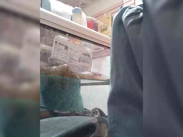 Bella-152 webcam