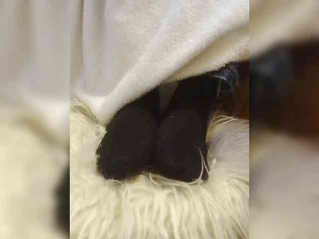 Juanitamami webcam