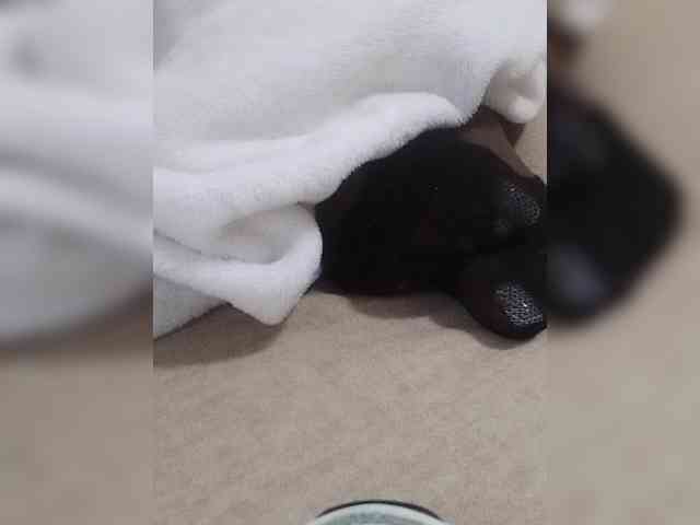 Juanitamami webcam
