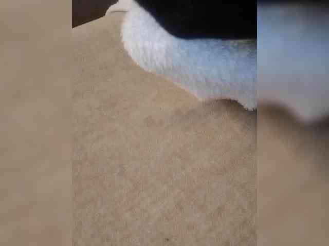 Juanitamami webcam
