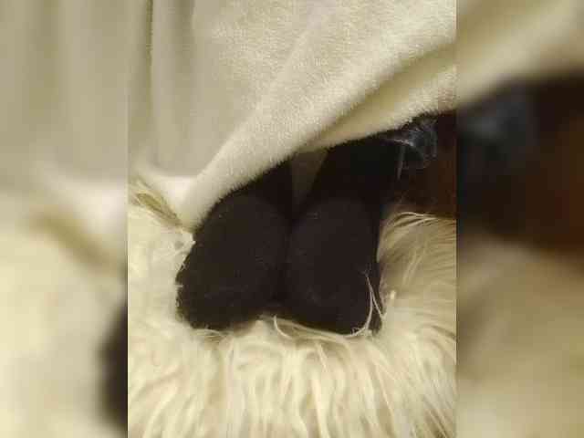 Juanitamami webcam