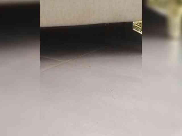 Juanitamami webcam