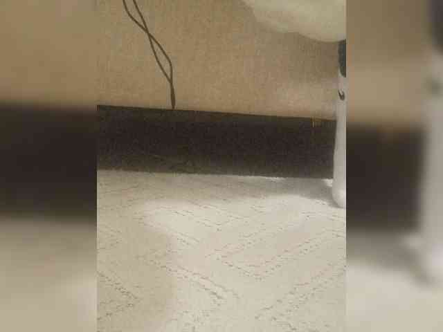 Juanitamami webcam