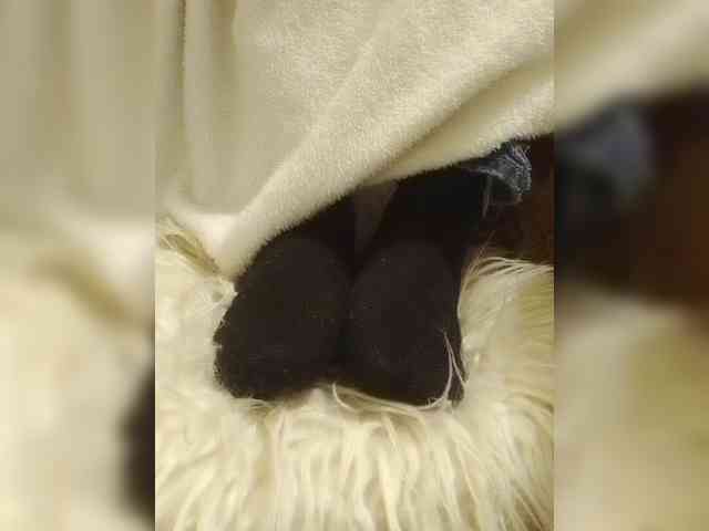Juanitamami webcam