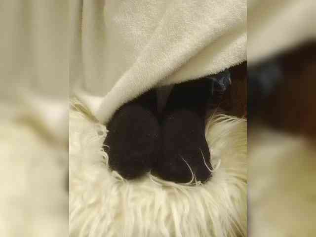 Juanitamami webcam
