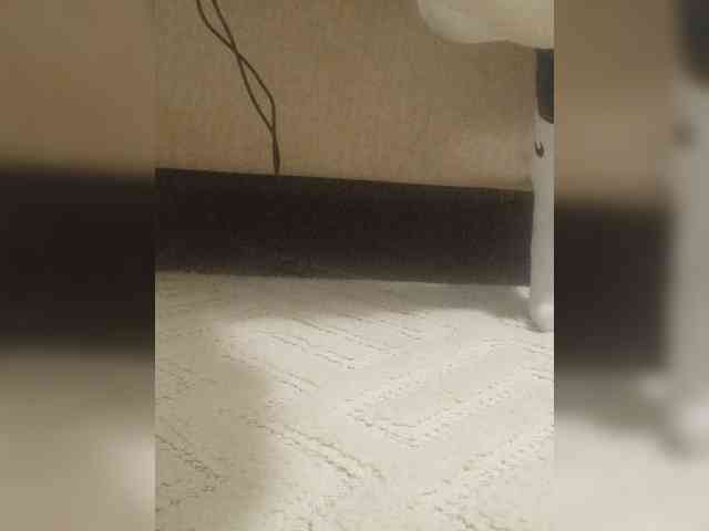 Juanitamami webcam