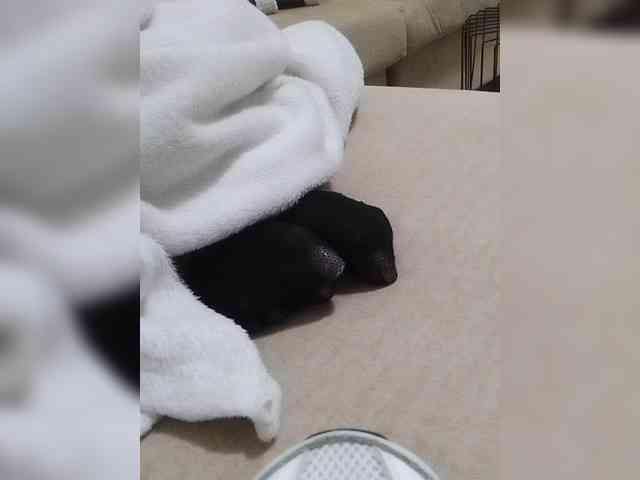 Juanitamami webcam