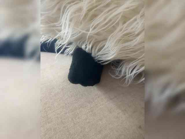 Juanitamami webcam