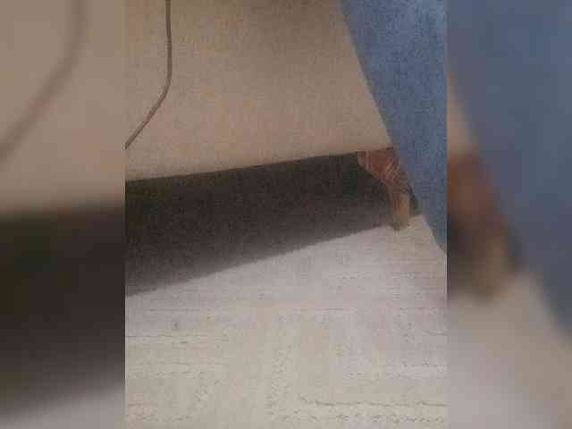 Juanitamami webcam