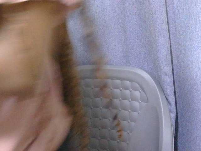 SweetTarrif live cam on BongaCams