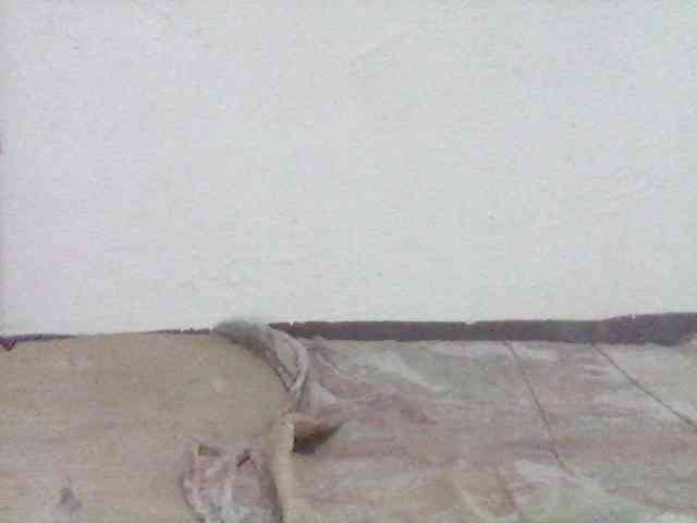 Amelia254-1 webcam
