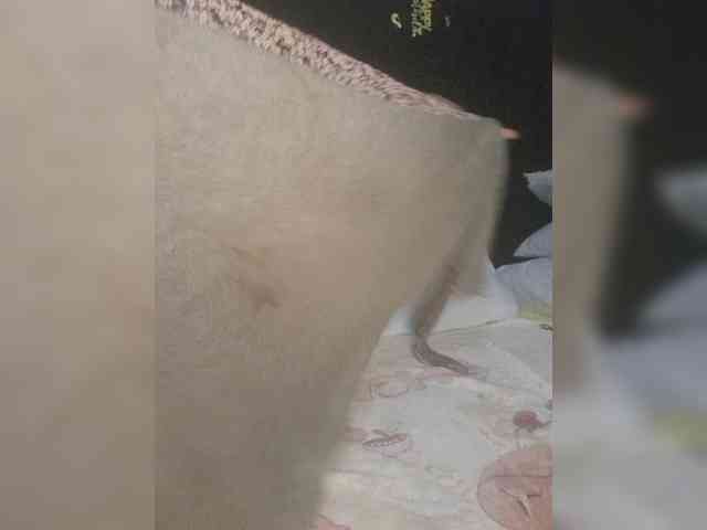 Twnkytwinkle webcam