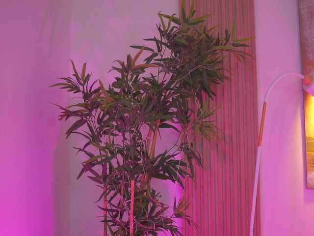 BlackCloverX
