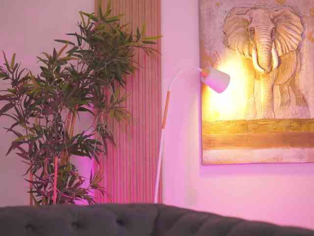 BlackCloverX webcam