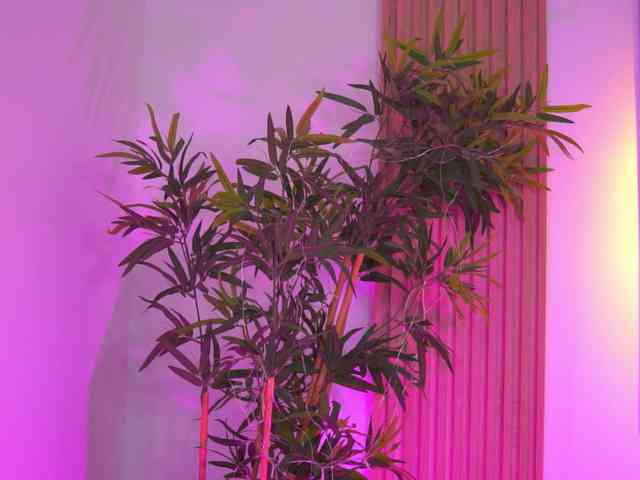 BlackCloverX webcam
