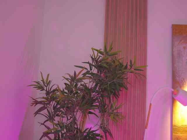 BlackCloverX