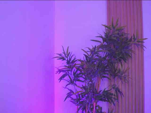 BlackCloverX webcam